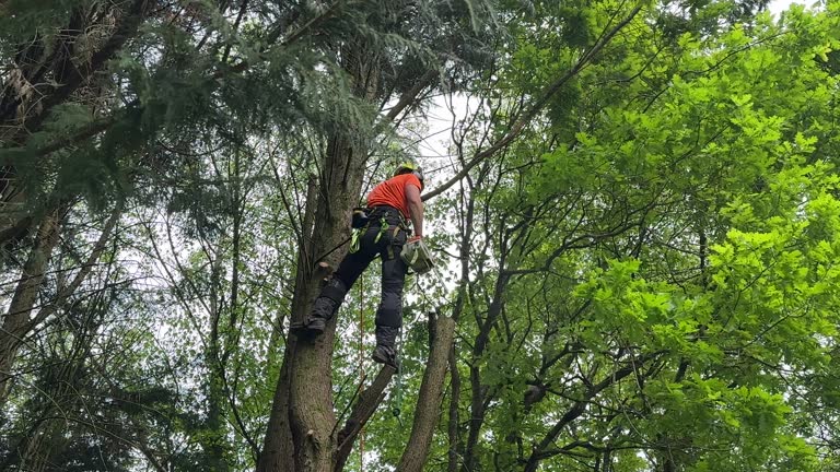 Why Choose Our Tree Removal Services in Ocean View, DE?