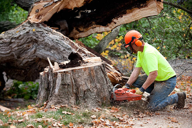 Seasonal Cleanup (Spring/Fall) in Ocean View, DE