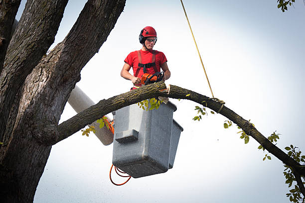 Best Fruit Tree Pruning  in Ocean View, DE