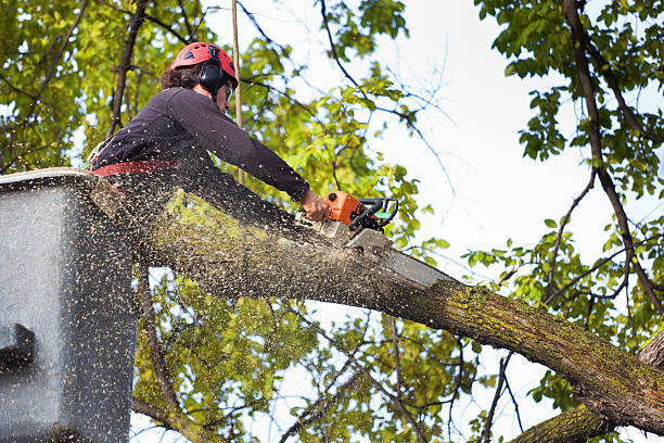 Best Hazardous Tree Removal  in Ocean View, DE